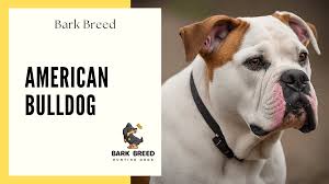 Image result for Bulldogs Power and strength