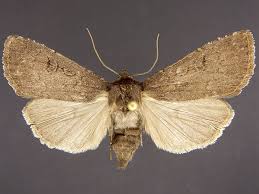 Attēlu rezultāti vaicājumam “Grypocoris sexguttatus imago”