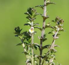 Attēlu rezultāti vaicājumam “Euphrasia”