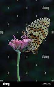 Attēlu rezultāti vaicājumam “Melitaea didyma underside”