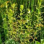 Attēlu rezultāti vaicājumam “Thesium alpinum leaf”