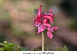 Attēlu rezultāti vaicājumam “Corydalis solida flower”