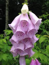 Attēlu rezultāti vaicājumam “Digitalis purpurea flower”