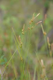 Attēlu rezultāti vaicājumam “Carex globularis”