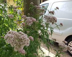 Image result for Eupatorium cannabinum
