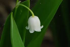 Attēlu rezultāti vaicājumam “Convallaria majalis bud”