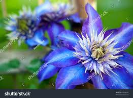Image result for clematis multi blue