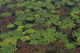 Attēlu rezultāti vaicājumam “Trapaceae”