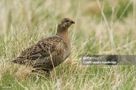 Image result for Tetrao tetrix