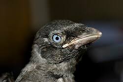 Attēlu rezultāti vaicājumam “Corvus monedula”