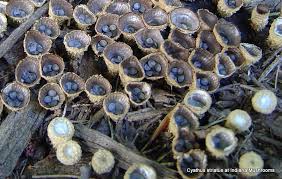 Attēlu rezultāti vaicājumam “Cyathus striatus”