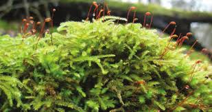Attēlu rezultāti vaicājumam “Isothecium alopecuroides sporophyte”
