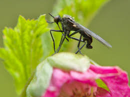 Attēlu rezultāti vaicājumam “Empis sp.”