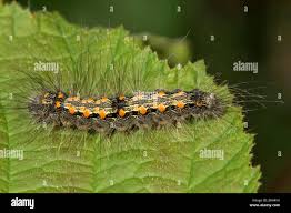 Attēlu rezultāti vaicājumam “Lithosia quadra”