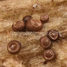 Attēlu rezultāti vaicājumam “Licea minima macro”