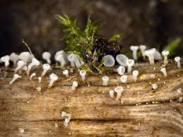 Attēlu rezultāti vaicājumam “Lachnum corticale”