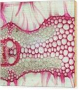 Attēlu rezultāti vaicājumam “Arenaria procera leaf”