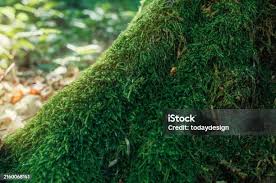 Attēlu rezultāti vaicājumam “Acrocarpous mosses”