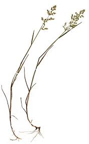 Attēlu rezultāti vaicājumam “Poa compressa”