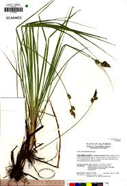 Attēlu rezultāti vaicājumam “Carex buxbaumii”