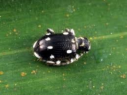 Attēlu rezultāti vaicājumam “Ptinus sp.”