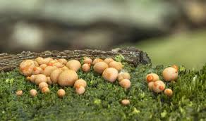 Attēlu rezultāti vaicājumam “Lycogala epidendrum s.str. macro”