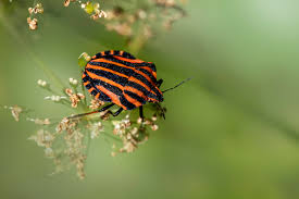 Attēlu rezultāti vaicājumam “Graphosoma lineatum nymph”