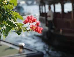 Image result for epl1 20mm night site:flickr.com