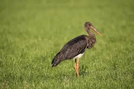 Attēlu rezultāti vaicājumam “Ciconia ciconia adult”