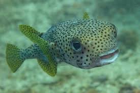 Image result for Diodon hystrix