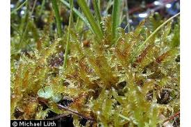 Attēlu rezultāti vaicājumam “Warnstorfia exannulata”