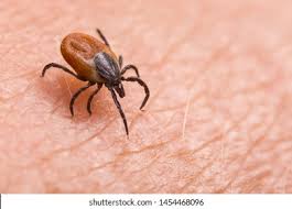 Attēlu rezultāti vaicājumam “Ixodes female”