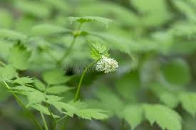 Attēlu rezultāti vaicājumam “Actaea spicata”