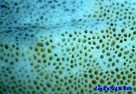 Attēlu rezultāti vaicājumam “Sidera lenis”