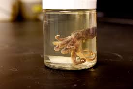Image result for Octopus vulgaris