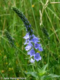 Attēlu rezultāti vaicājumam “Veronica austriaca subsp. teucrium leaf”