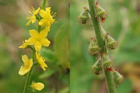 Attēlu rezultāti vaicājumam “Agrimonia eupatoria fruit”