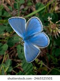 Attēlu rezultāti vaicājumam “Polyommatinae”