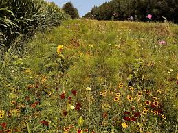 Image result for Heemtuin Rucphen