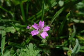 Attēlu rezultāti vaicājumam “Geranium pusillum”