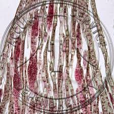 Attēlu rezultāti vaicājumam “Mnium”