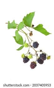 Attēlu rezultāti vaicājumam “Rubus caesius fruit”