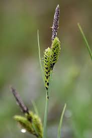 Attēlu rezultāti vaicājumam “Carex nigra”