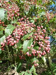 Attēlu rezultāti vaicājumam “Sorbus alnifolia fruit”