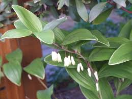 Attēlu rezultāti vaicājumam “Polygonatum multiflorum  leaf”