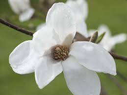 Attēlu rezultāti vaicājumam “Magnolia x loebneri flower”