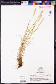 Attēlu rezultāti vaicājumam “Alopecurus aequalis leaf”