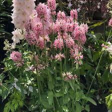Attēlu rezultāti vaicājumam “Stachys officinalis”