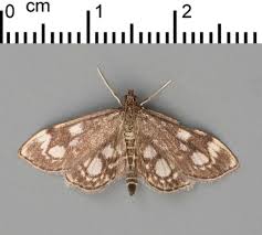 Attēlu rezultāti vaicājumam “Anania stachydalis”