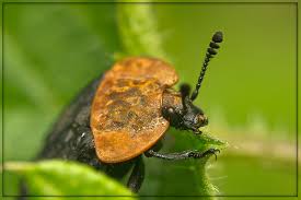 Attēlu rezultāti vaicājumam “Oiceoptoma thoracicum”